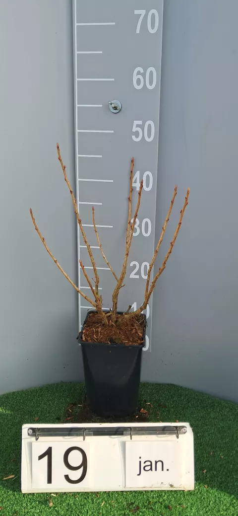 Ribes nigrum 'Andega'