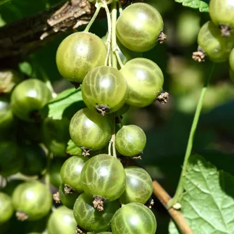 Ribes nigrum 'Ojeblanc'