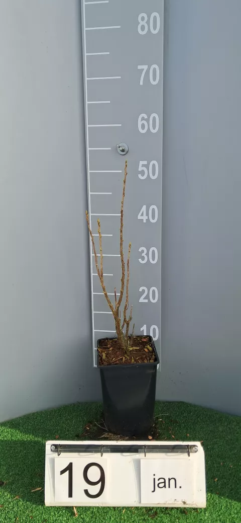 Ribes nigrum 'Ojeblanc'