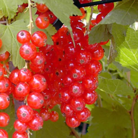 Ribes rubrum 'Rosetta'