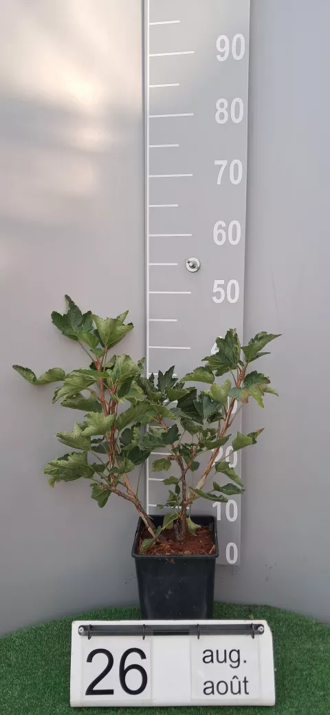 Ribes rubrum 'Rosetta'