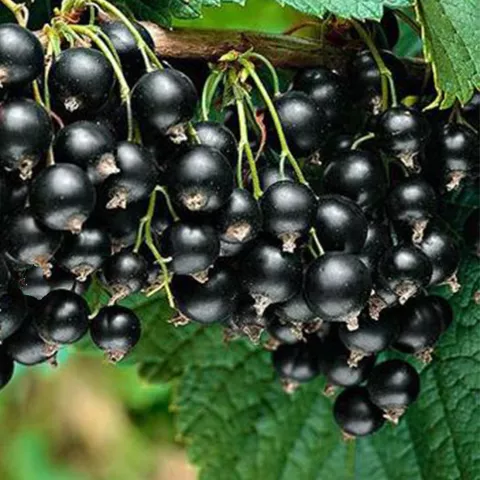 Ribes nigrum 'Titania'