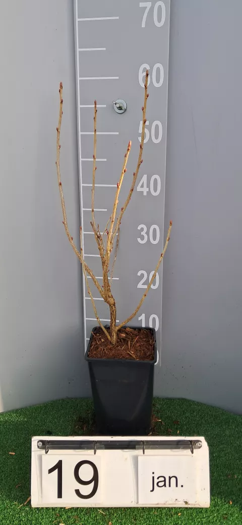 Ribes nigrum 'Titania'