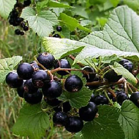 Ribes nigrum 'Triton'