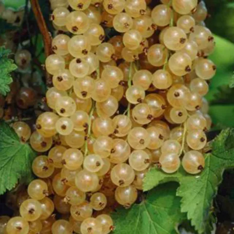 Ribes rubrum 'Blanka'