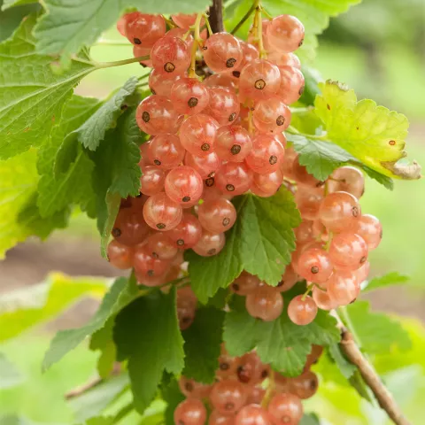 Ribes rubrum 'Gloire des Sablons'