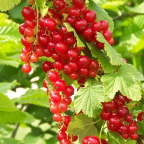 Ribes rubrum 'Junifer'