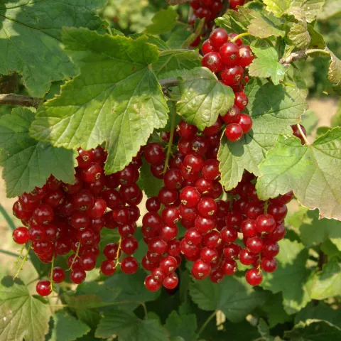 Ribes rubrum 'Jonkheer van Tets'