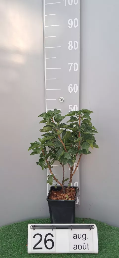 Ribes rubrum 'Jonkheer van Tets'
