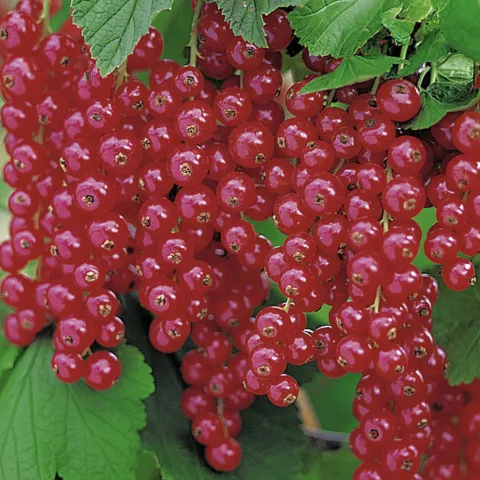 Ribes rubrum 'Rolan'