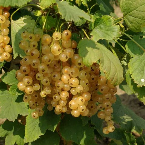 Ribes rubrum 'Versaillaise Blanche'