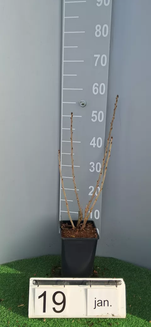 Ribes rubrum 'Versaillaise Blanche'