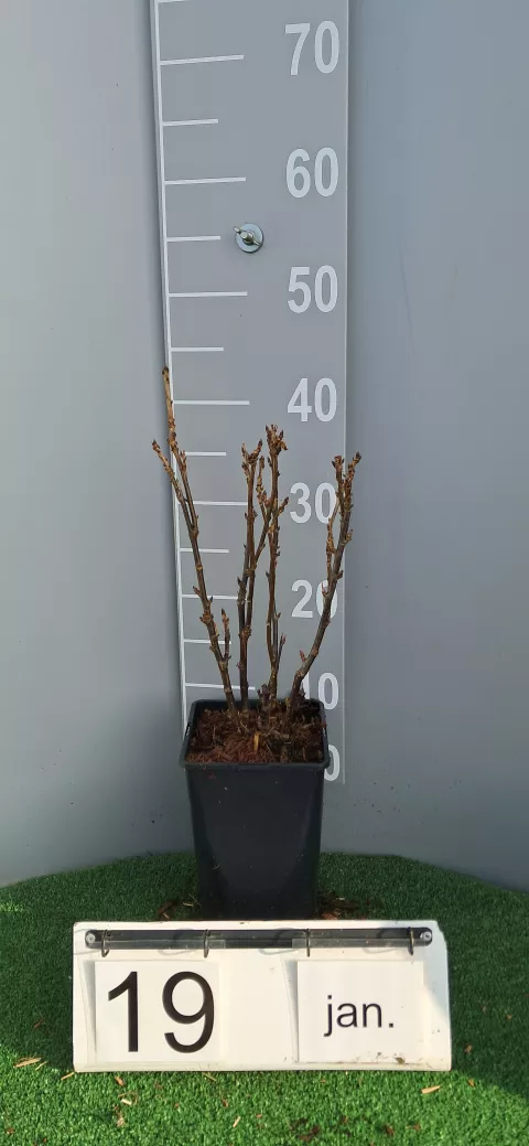 Ribes rubrum 'Witte Hollander'