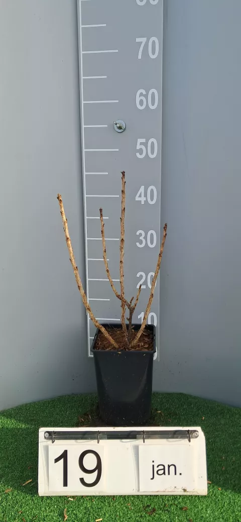 Ribes rubrum 'Zitavia'