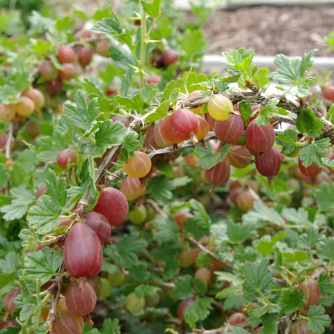 Ribes uva-crispa 'Captivator'