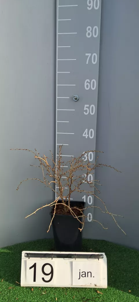 Ribes uva-crispa 'Hinnonmaki Gul'