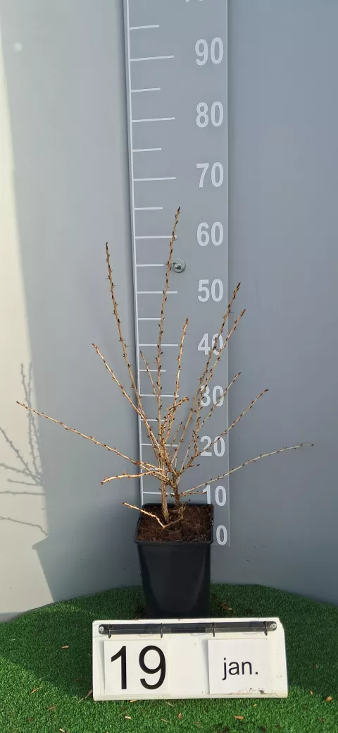 Ribes uva-crispa 'Hinnonmaki Grün'