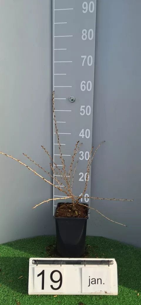 Ribes uva-crispa 'Hinnonmaki Rod'