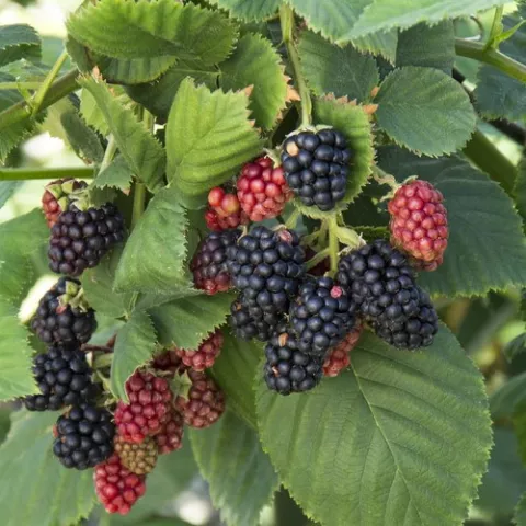 Rubus 'Boysenberry'