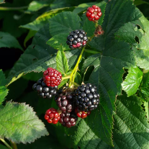 Rubus fruticosus 'Black Satin'