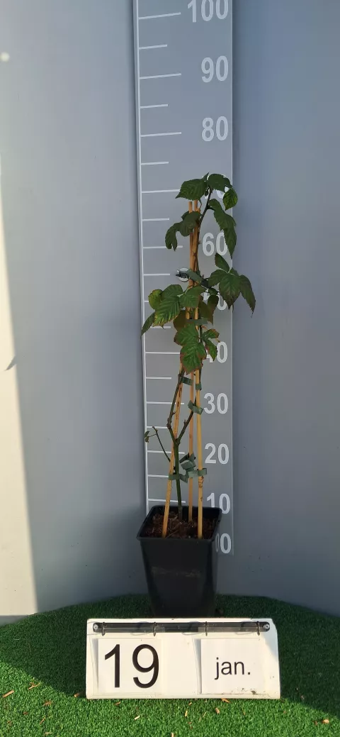 Rubus fruticosus 'Black Satin'