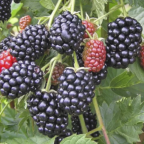 Rubus fruticosus 'Dirksen'