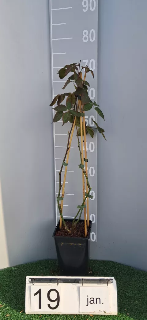 Rubus fruticosus 'Dirksen'