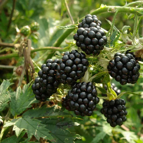 Rubus fruticosa 'Thornless Evergreen'