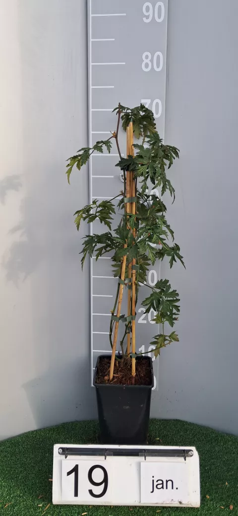 Rubus fruticosa 'Thornless Evergreen'