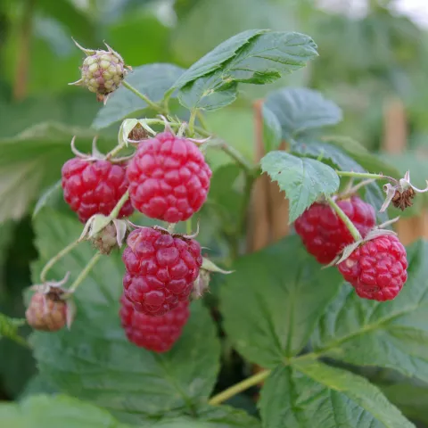 Rubus idaeus 'Autumn Bliss'®