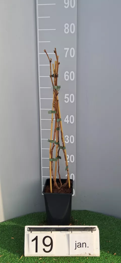 Rubus idaeus 'Autumn Bliss'®