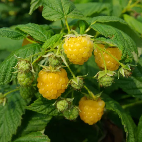 Rubus idaeus 'Fallgold'