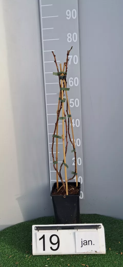 Rubus idaeus 'Fallgold'