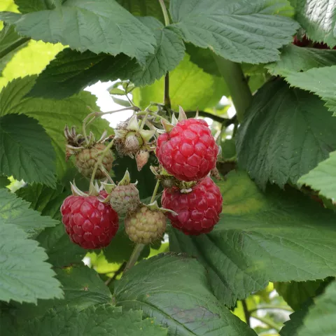 Rubus idaeus 'Glen Ample'®