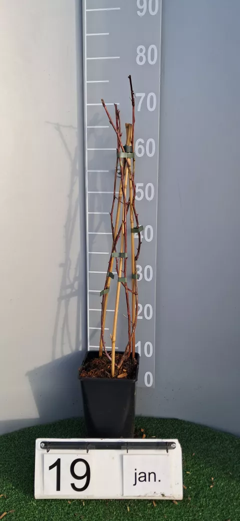 Rubus idaeus 'Glen Coe'