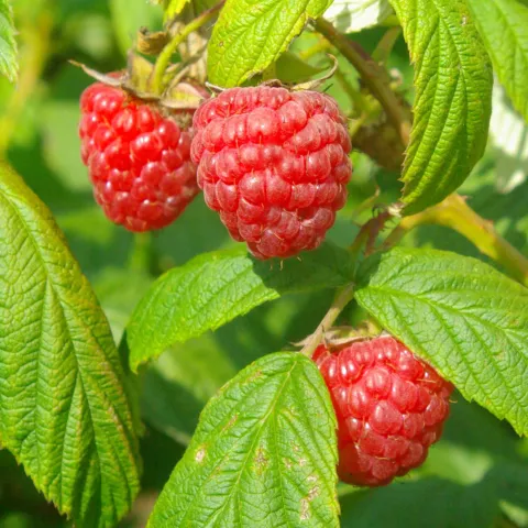 Rubus idaeus 'Heritage'