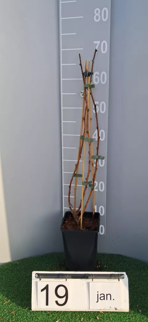 Rubus idaeus 'Heritage'