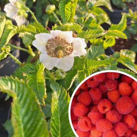 Rubus illecebrosus