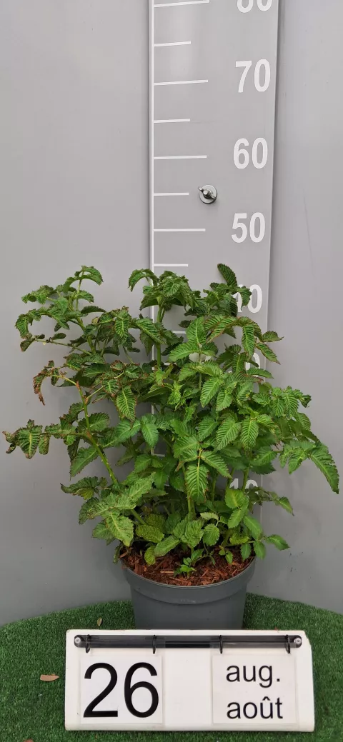 Rubus illecebrosus