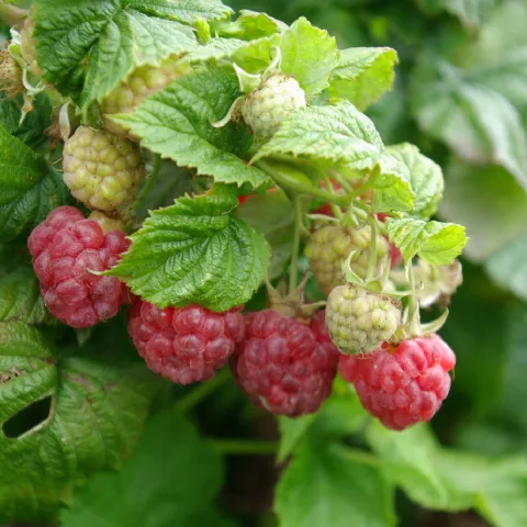 Rubus idaeus 'Little Sweet Sister' ®