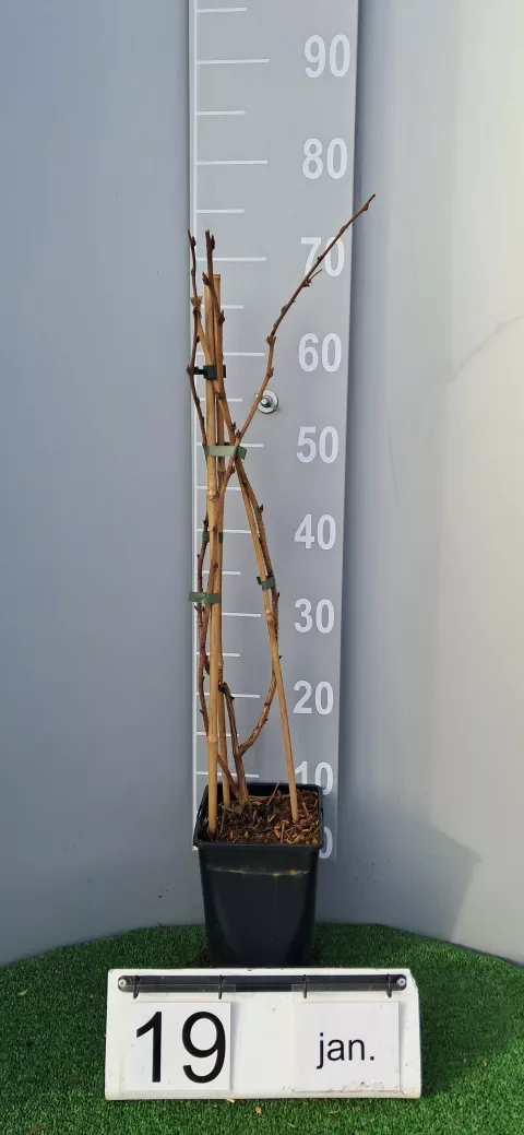 Rubus idaeus 'Meeker'