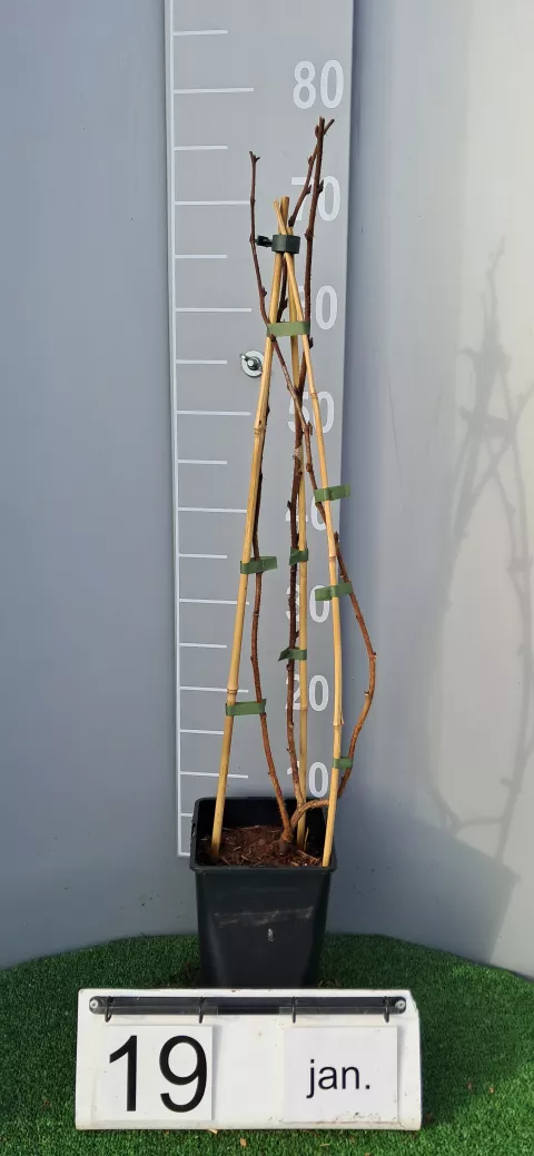 Rubus idaeus 'Malling Promise'