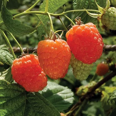 Rubus idaeus 'Valentina'®