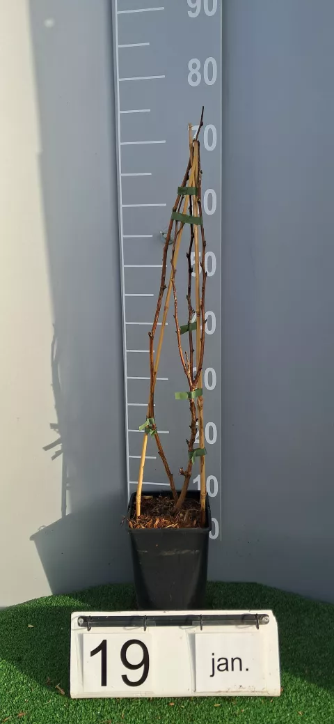 Rubus idaeus 'Valentina'®