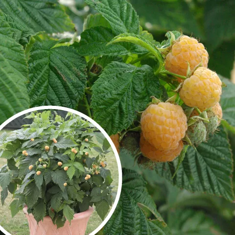 Rubus idaeus Summer Lovers@Patio Gold