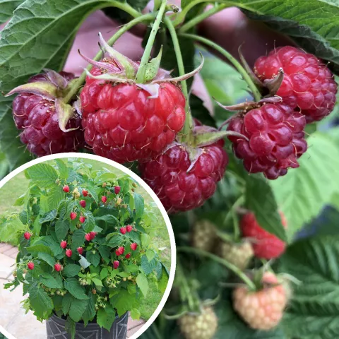 Rubus idaeus Summer Lovers@Patio Red