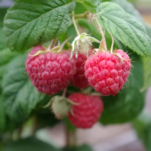 Rubus idaeus 'Tulameen'