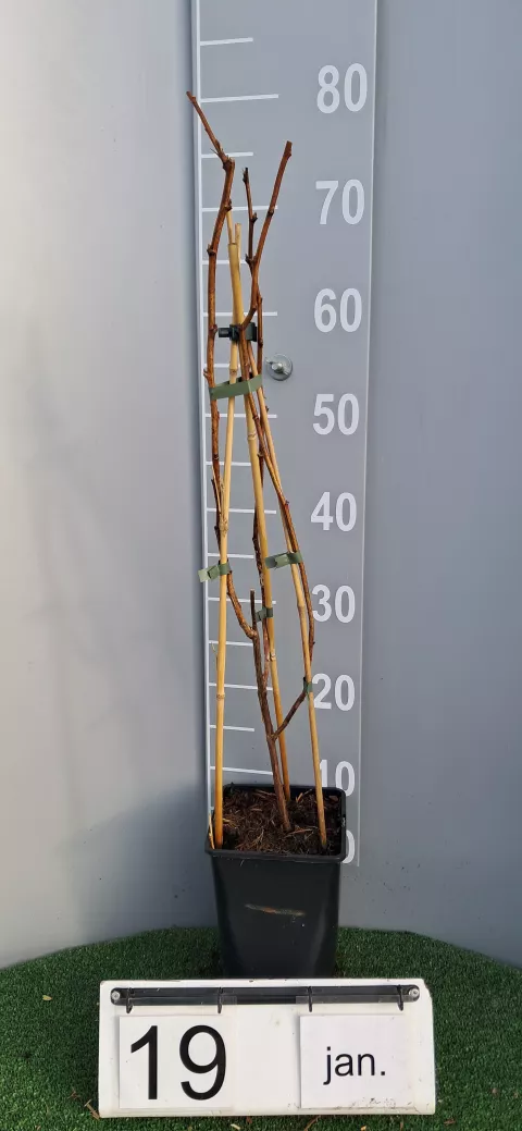 Rubus idaeus 'Tulameen'