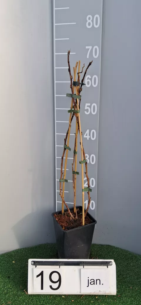 Rubus idaeus 'Zefa herbsternte'