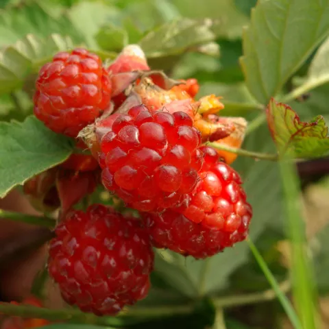 Rubus phoenicolasius